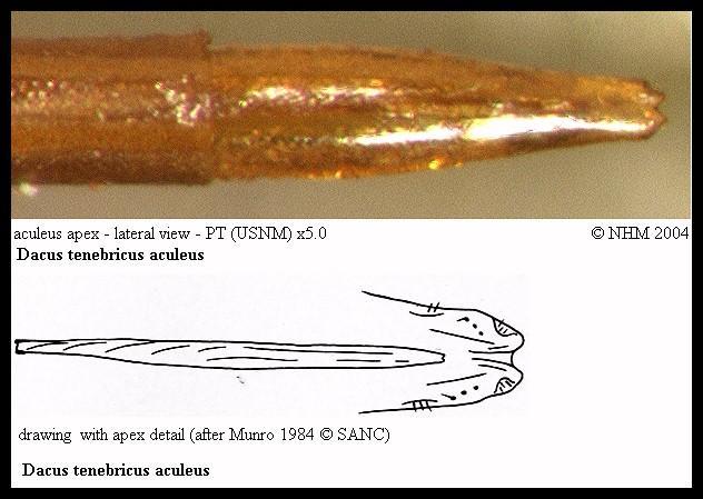 Image of Dacus tenebricus Munro 1938