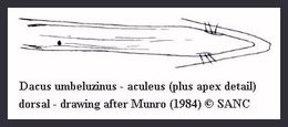 Image of Dacus umbeluzinus (Munro 1984)