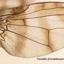 Image of Ceratitis aliena (Bezzi 1920)