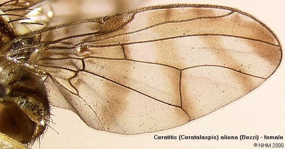 Image of Ceratitis aliena (Bezzi 1920)