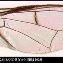 Image of Dacus elegans (Munro 1984)