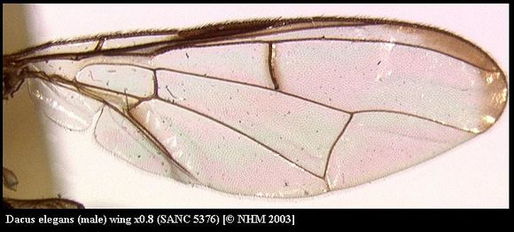 Imagem de Dacus elegans (Munro 1984)