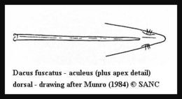 Image of Dacus fuscatus Wiedemann 1819