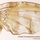 Image of Ceratitis antistictica Bezzi 1913