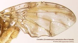 Image of Ceratitis antistictica Bezzi 1913