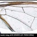 Image of Dacus mediovittatus White 2006