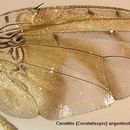 Image of Ceratitis argenteobrunnea Munro 1935