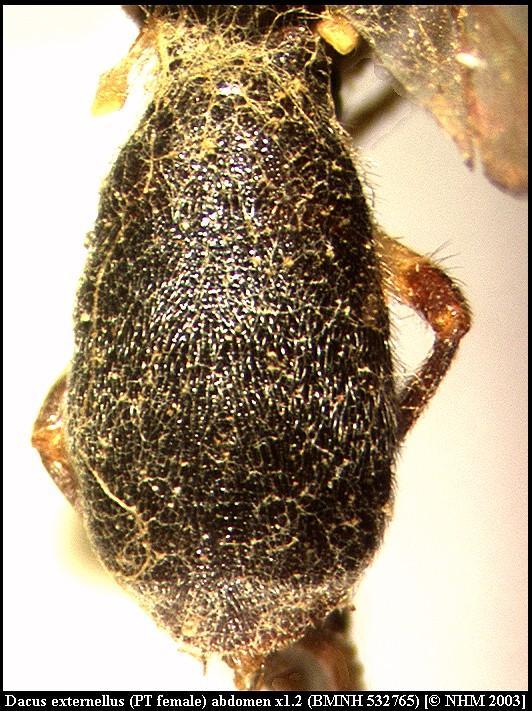 Image of Dacus externellus (Munro 1984)