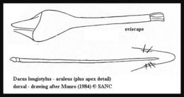 Image of Dacus longistylus Wiedemann 1830