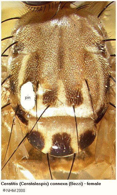 Ceratitis connexa (Bezzi 1926)的圖片