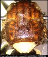 Image of Dacus basifasciatus (Hering 1941)