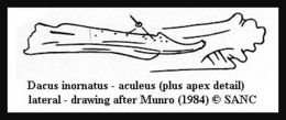 Image of Dacus inornatus Bezzi 1909