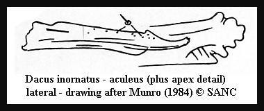 Image of Dacus inornatus Bezzi 1909