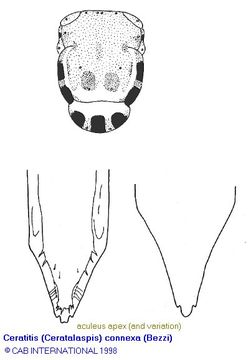 Image of Ceratitis connexa (Bezzi 1926)