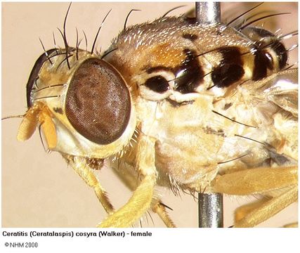 Image of <i>Ceratitis cosyra</i> (Walker 1849)