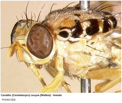 Image of Ceratitis cosyra (Walker 1849)