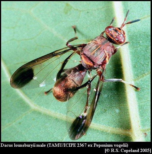 Image of Dacus lounsburyii Coquillett 1901