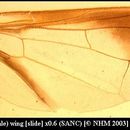 Plancia ëd Dacus pallidilatus Munro 1948