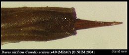 Image of Dacus mirificus (Munro 1984)