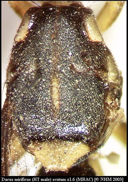 Image of Dacus mirificus (Munro 1984)