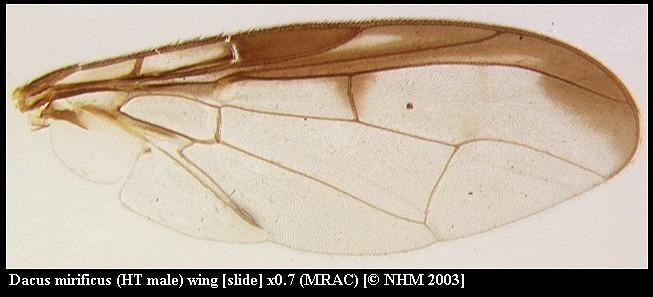 Image of Dacus mirificus (Munro 1984)