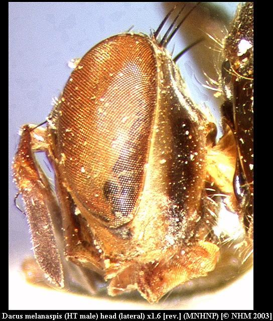 Image of Dacus melanaspis (Munro 1984)