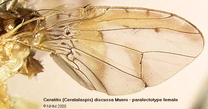 Image of Ceratitis discussa Munro 1935