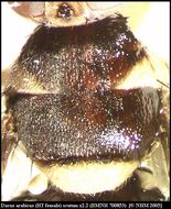 Image of Dacus arabicus White 2006