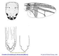 Image of Ceratitis divaricata (Munro 1933)