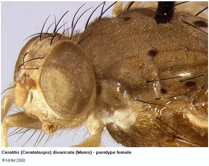 Image of Ceratitis divaricata (Munro 1933)