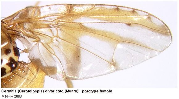 Image of Ceratitis divaricata (Munro 1933)