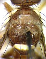 Carpophthoromyia debeckeri Meyer 2006的圖片