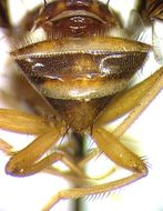 Carpophthoromyia debeckeri Meyer 2006的圖片