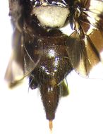 Carpophthoromyia interrupta Meyer 2006的圖片