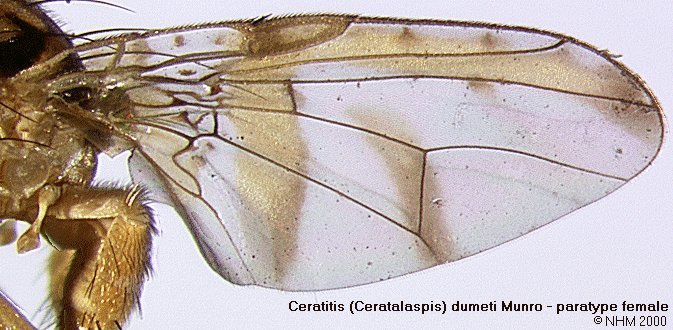 Image of Ceratitis dumeti Munro 1933