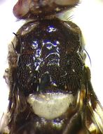 Carpophthoromyia interrupta Meyer 2006的圖片