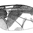 Carpophthoromyia interrupta Meyer 2006的圖片