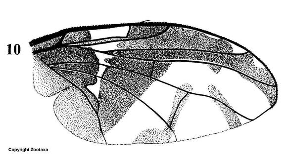 Carpophthoromyia interrupta Meyer 2006的圖片