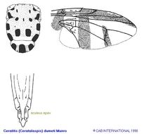 Image of Ceratitis dumeti Munro 1933