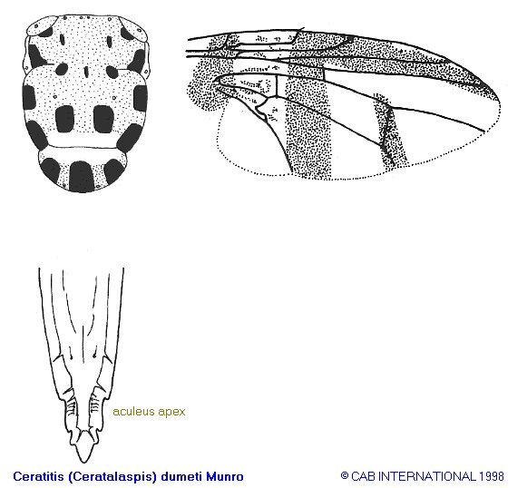 Image of Ceratitis dumeti Munro 1933