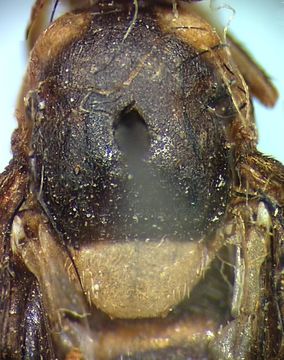 Image of Carpophthoromyia nigribasis (Enderlein 1920)