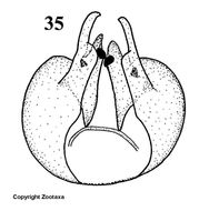 Carpophthoromyia pseudotritea Bezzi 1918的圖片