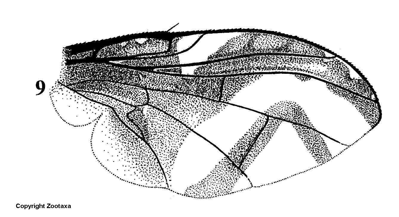 Carpophthoromyia pseudotritea Bezzi 1918的圖片