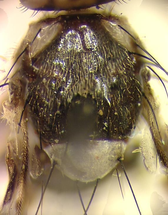 Image of Carpophthoromyia schoutedeni Meyer 2006