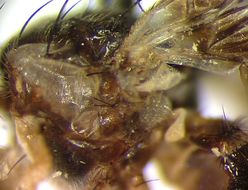 Image of Carpophthoromyia schoutedeni Meyer 2006