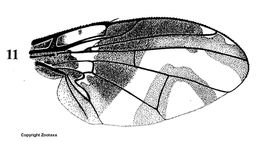 Image of Carpophthoromyia schoutedeni Meyer 2006