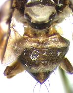 Image of Carpophthoromyia schoutedeni Meyer 2006