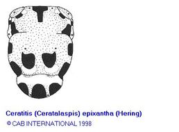 Image of Ceratitis epixantha (Hering 1941)