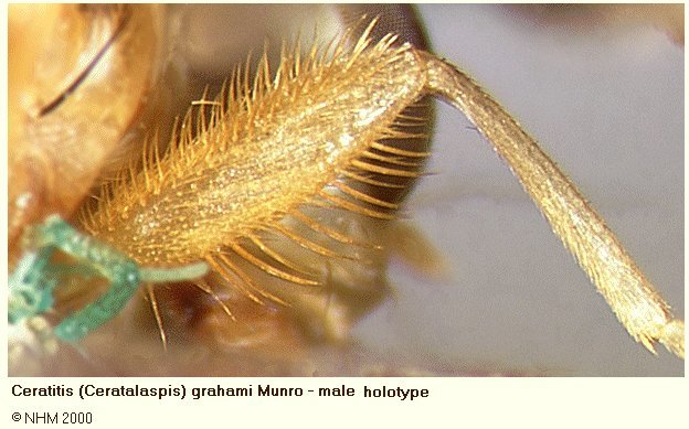 Image of Ceratitis grahami Munro 1935