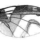 Image of Carpophthoromyia tritea (Walker 1849)